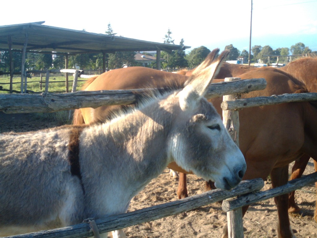 Dopo gatti e cani parliamo del Cavallo?